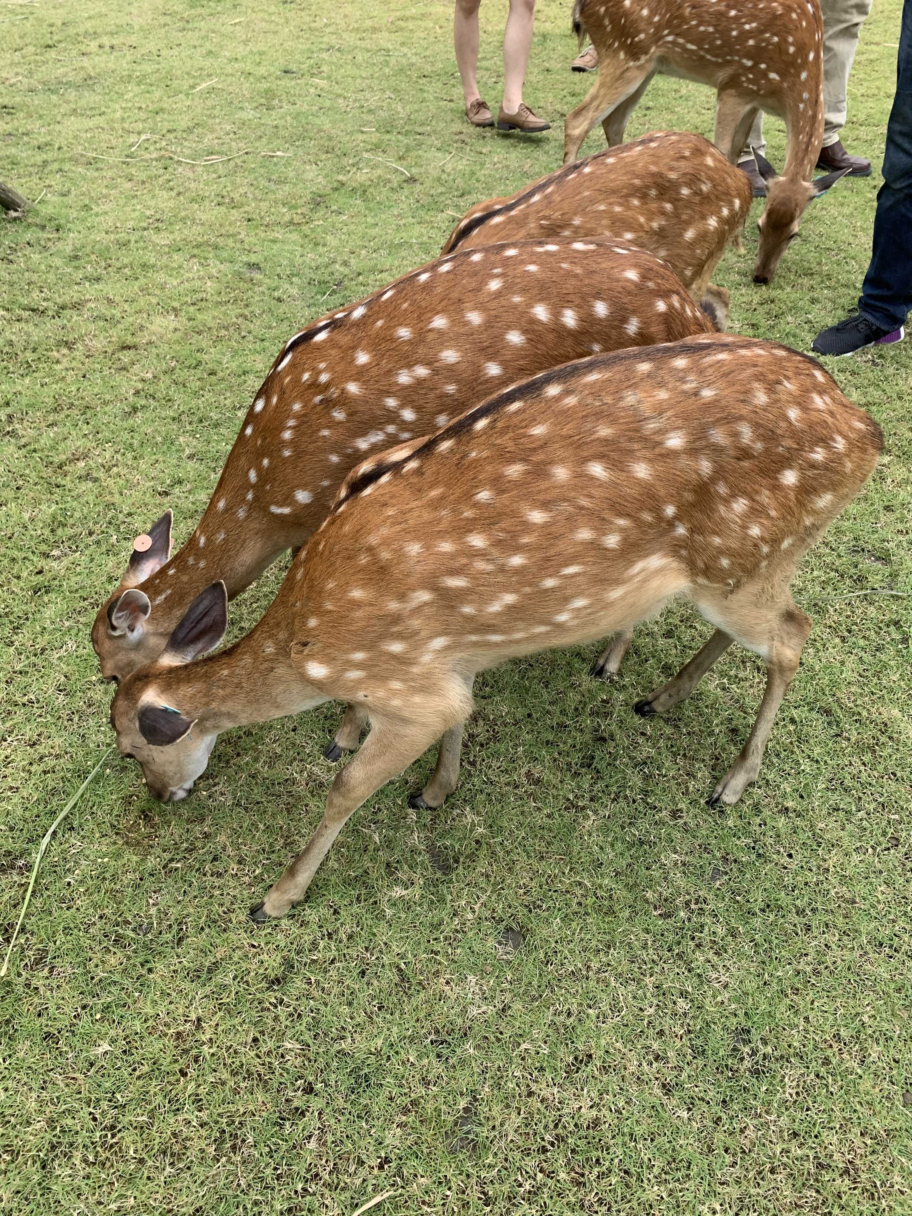 斑比山丘